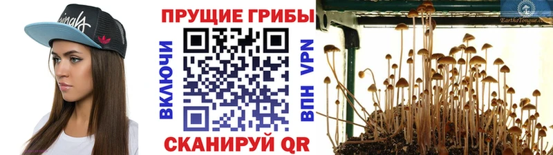 Галлюциногенные грибы Psilocybine cubensis  Правдинск 